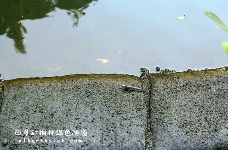台南安南景點.四草紅樹林綠色隧道(海上森林台灣亞馬遜河) - 第21張圖 台南安南景點.四草紅樹林綠色隧道(海上森林台灣亞馬遜河)