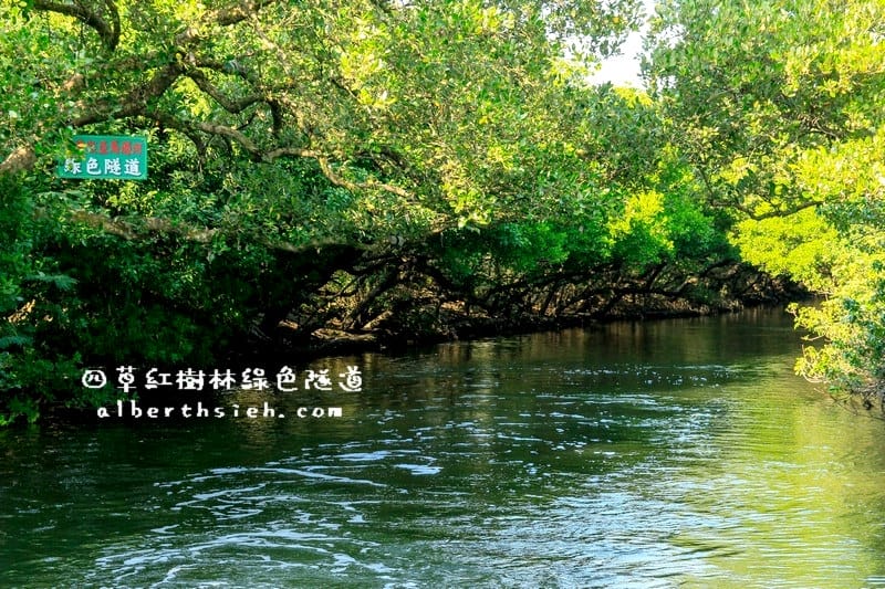 台南安南景點.四草紅樹林綠色隧道(海上森林台灣亞馬遜河) - 第18張圖 台南安南景點.四草紅樹林綠色隧道(海上森林台灣亞馬遜河)