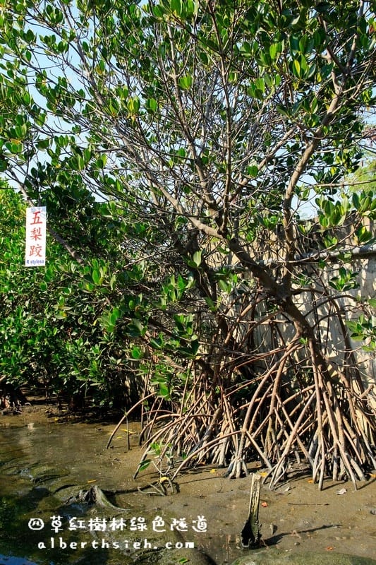 台南安南景點.四草紅樹林綠色隧道(海上森林台灣亞馬遜河) - 第8張圖 台南安南景點.四草紅樹林綠色隧道(海上森林台灣亞馬遜河)