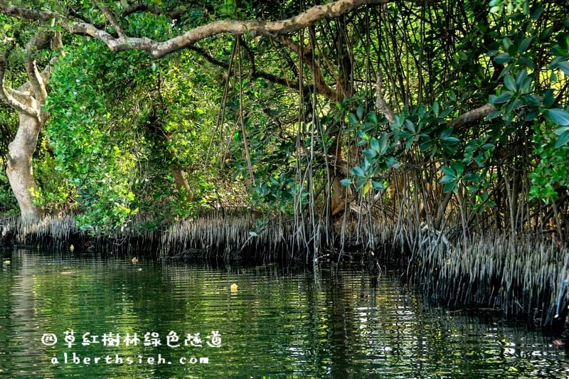 台南安南景點.四草紅樹林綠色隧道(海上森林台灣亞馬遜河) - 第20張圖 台南安南景點.四草紅樹林綠色隧道(海上森林台灣亞馬遜河)