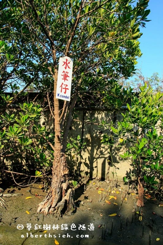 台南安南景點.四草紅樹林綠色隧道(海上森林台灣亞馬遜河) - 第9張圖 台南安南景點.四草紅樹林綠色隧道(海上森林台灣亞馬遜河)