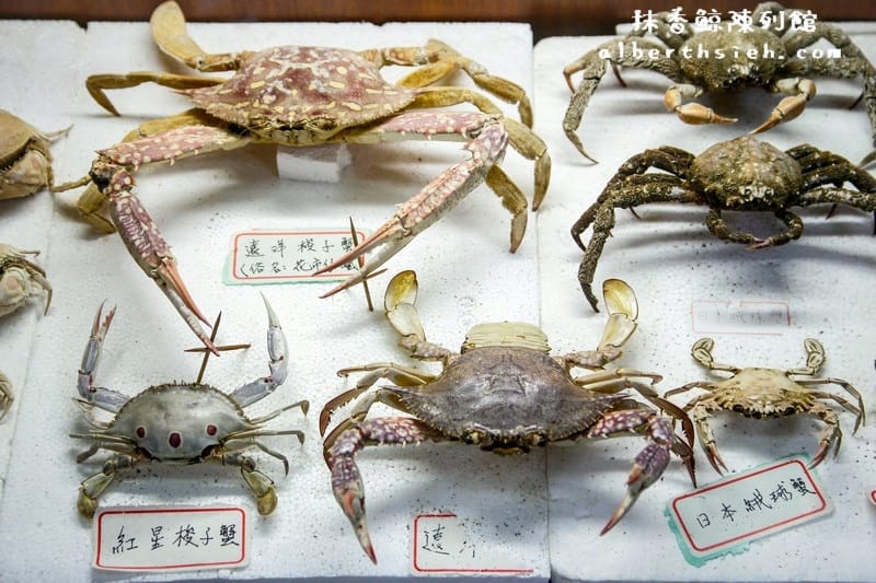 台南安南景點.四草紅樹林綠色隧道(海上森林台灣亞馬遜河) - 第23張圖 台南安南景點.四草紅樹林綠色隧道(海上森林台灣亞馬遜河)