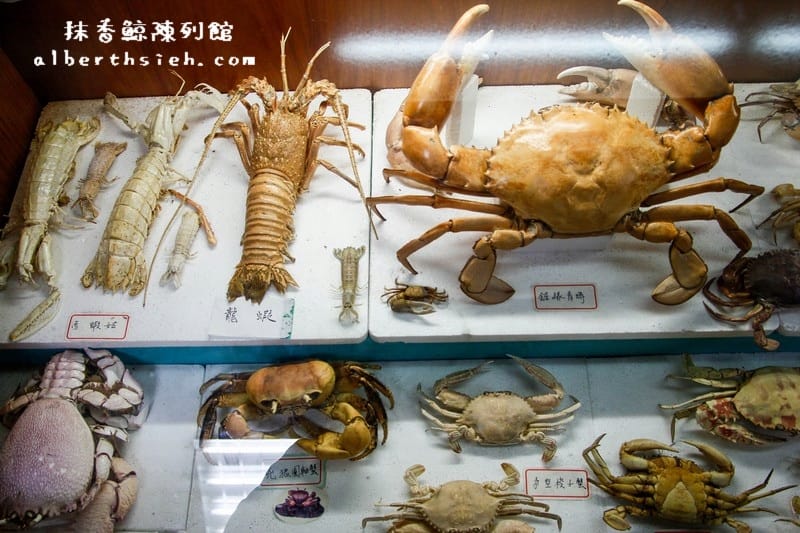 台南安南景點.四草紅樹林綠色隧道(海上森林台灣亞馬遜河) - 第24張圖 台南安南景點.四草紅樹林綠色隧道(海上森林台灣亞馬遜河)