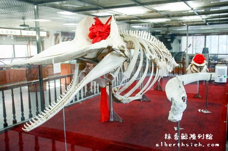 台南安南景點.四草紅樹林綠色隧道(海上森林台灣亞馬遜河) - 第22張圖 台南安南景點.四草紅樹林綠色隧道(海上森林台灣亞馬遜河)
