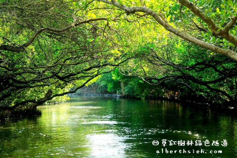 台南安南景點.四草紅樹林綠色隧道(海上森林台灣亞馬遜河) - 第11張圖 台南安南景點.四草紅樹林綠色隧道(海上森林台灣亞馬遜河)
