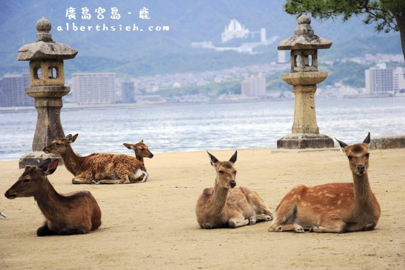 宮島嚴島神社&大鳥居．廣島必訪景點（世界文化遺產，日本三景之一）
