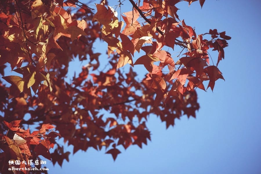 桃園大溪．慈湖（跟著蔣公賞楓紅）