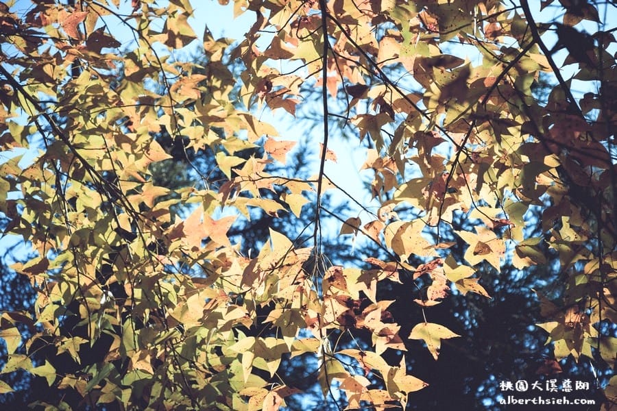 桃園大溪．慈湖（跟著蔣公賞楓紅）