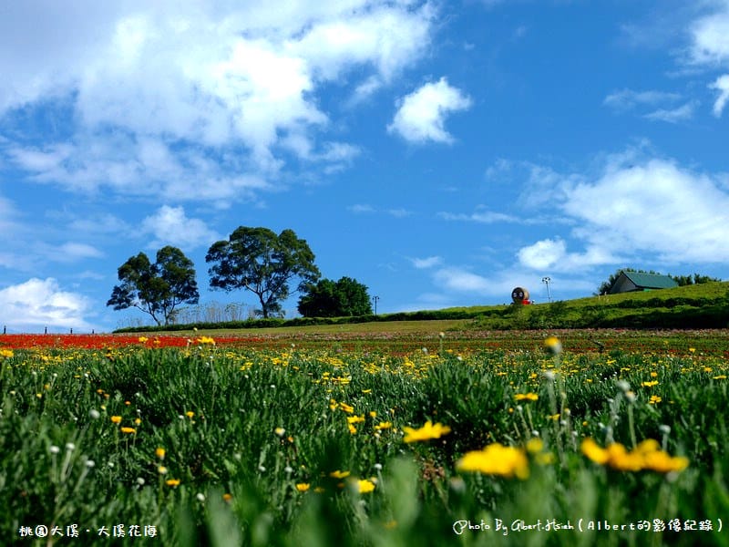 桃園大溪．大溪花海（媲美日本北海道美景）