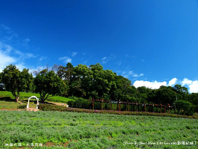 桃園大溪．大溪花海（媲美日本北海道美景）