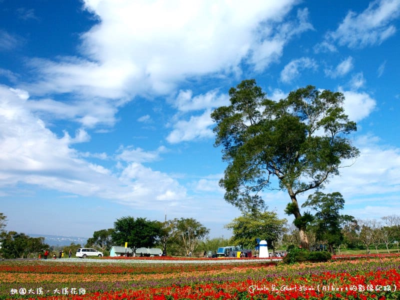 桃園大溪．大溪花海（媲美日本北海道美景）