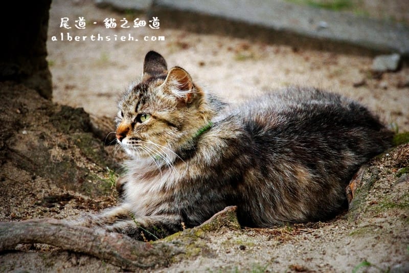 貓之細道．廣島尾道景點（因北川景子拍攝相機廣告大紅）