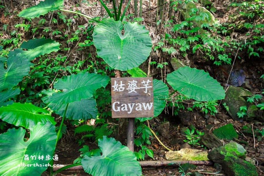 【嘎色鬧部落】桃園復興．箭竹林步道（生態植物以及狩獵體驗園區）