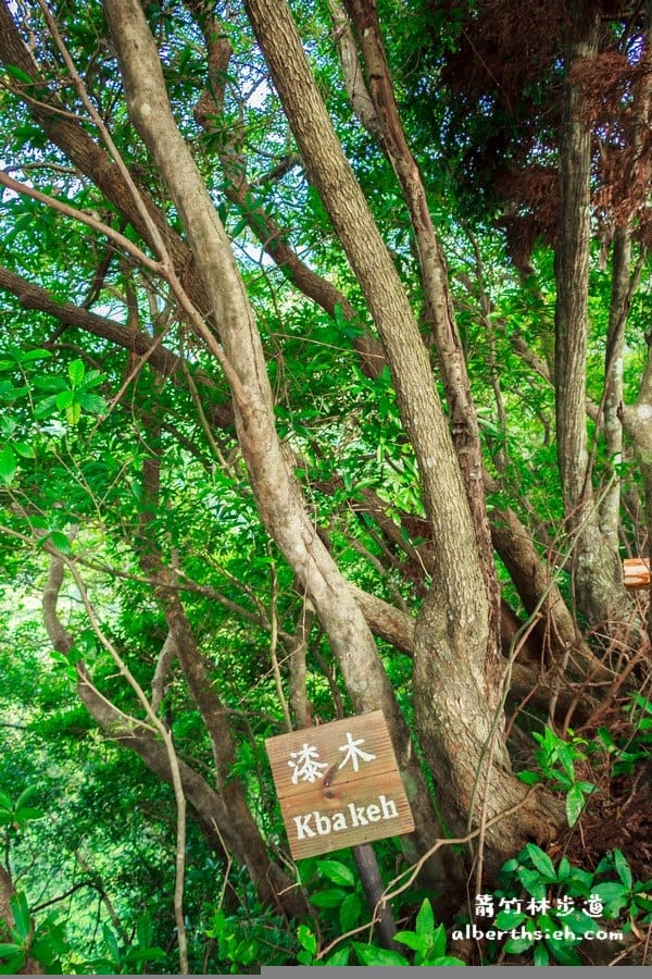 【嘎色鬧部落】桃園復興．箭竹林步道（生態植物以及狩獵體驗園區）