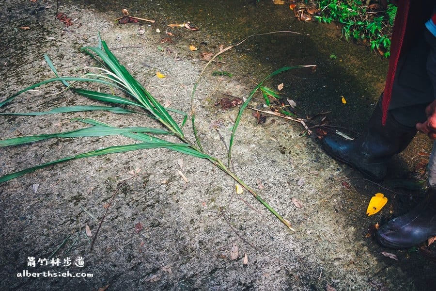 【嘎色鬧部落】桃園復興．箭竹林步道（生態植物以及狩獵體驗園區）