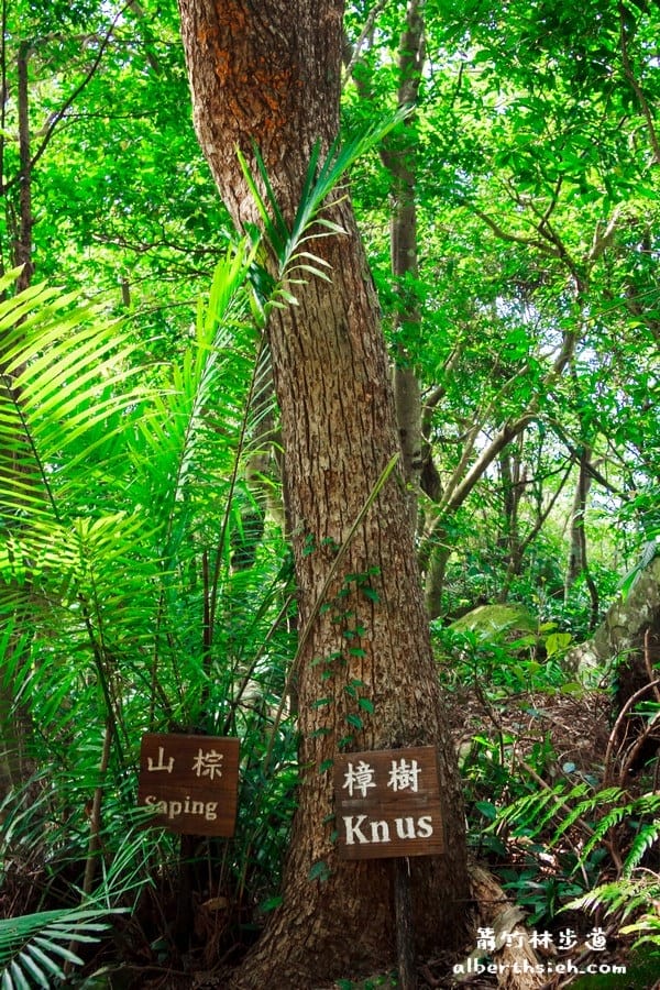 【嘎色鬧部落】桃園復興．箭竹林步道（生態植物以及狩獵體驗園區）