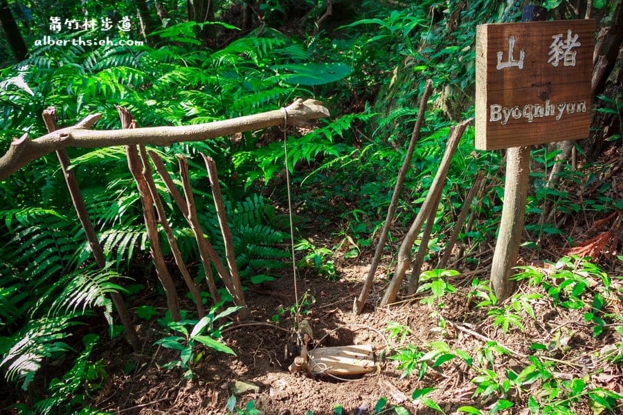 【嘎色鬧部落】桃園復興．箭竹林步道（生態植物以及狩獵體驗園區）