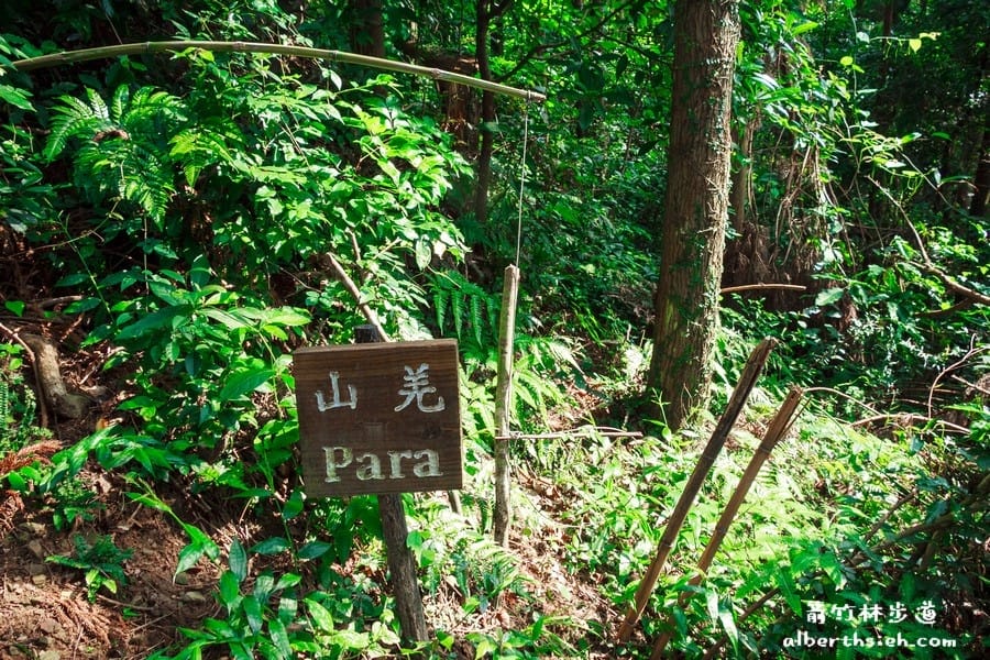 【嘎色鬧部落】桃園復興．箭竹林步道（生態植物以及狩獵體驗園區）