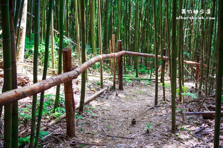 【嘎色鬧部落】桃園復興．箭竹林步道（生態植物以及狩獵體驗園區）