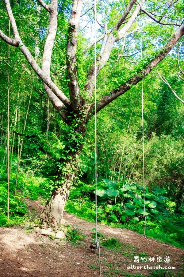 【嘎色鬧部落】桃園復興．箭竹林步道（生態植物以及狩獵體驗園區）