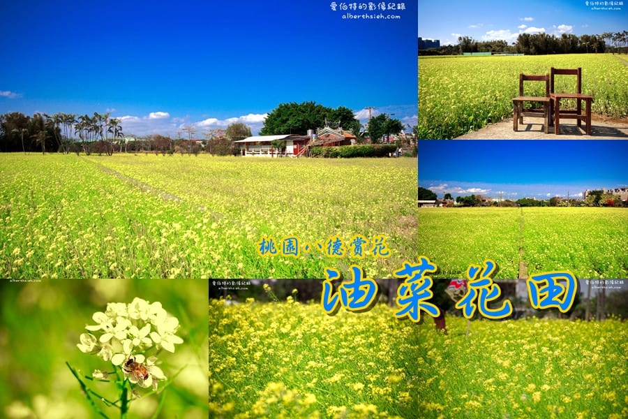 桃園八德．建國路油菜花田（壯觀的油麻花田金黃浪花超美麗）