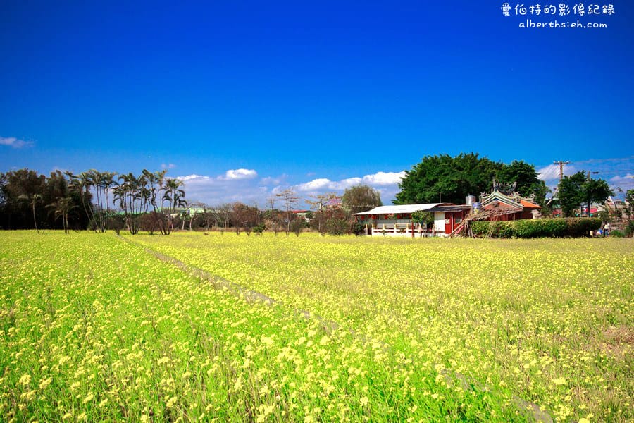 桃園八德．建國路油菜花田（壯觀的油麻花田金黃浪花超美麗）
