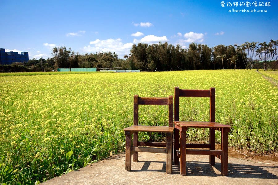 桃園八德．建國路油菜花田（壯觀的油麻花田金黃浪花超美麗）