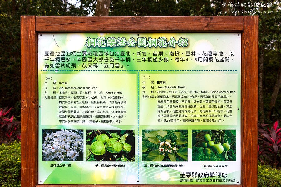 苗栗銅鑼．桐花公園客家大院（親子野餐賞桐好去處）4/20花況