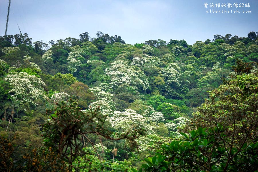 金面山．桃園大溪景點（遠眺滿山滿谷的油桐花）