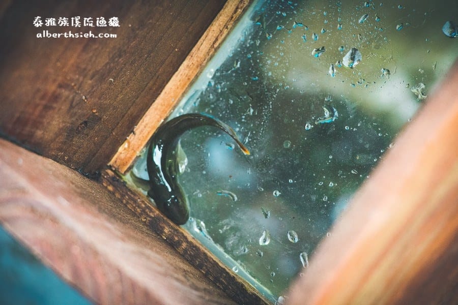 桃園復興．霞雲坪清龍谷（原住民泰雅族溪流漁獵）