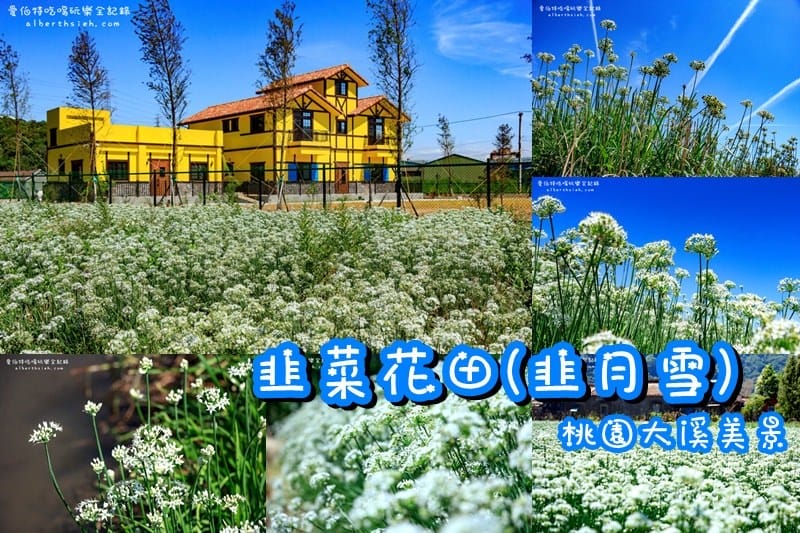 桃園大溪一日遊．韭菜花田鄉野偷閒之旅（韭月雪九月限定版）