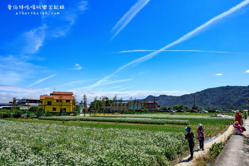 桃園大溪．韭菜花田（韭月雪之台灣版雪白美景）