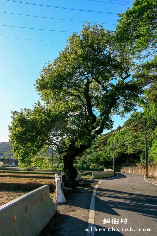 桃園龜山景點．楓樹村（楓樹坑伯朗大道之田野風光桃園版）