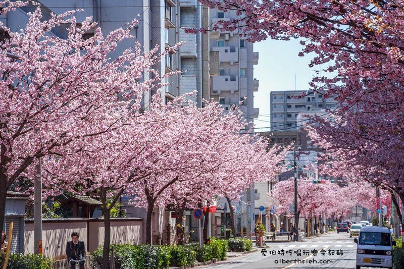 名古屋櫻花.地鐵高岳站泉二丁目(賞櫻之幸福櫻花大道) - 第28張圖 名古屋櫻花.地鐵高岳站泉二丁目(賞櫻之幸福櫻花大道)