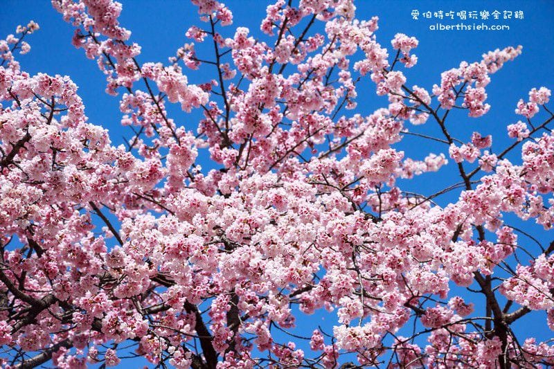 名古屋櫻花.地鐵高岳站泉二丁目(賞櫻之幸福櫻花大道) - 第19張圖 名古屋櫻花.地鐵高岳站泉二丁目(賞櫻之幸福櫻花大道)
