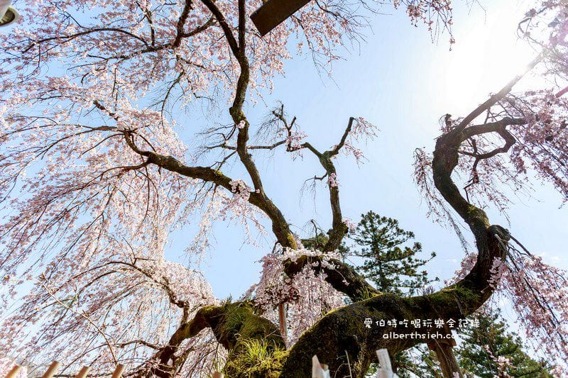 冰室神社．奈良必去景點（美麗的大枝垂櫻之櫻花瀑布）