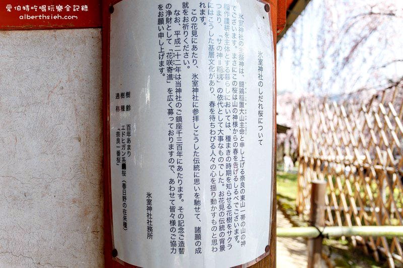 冰室神社．奈良必去景點（美麗的大枝垂櫻之櫻花瀑布）