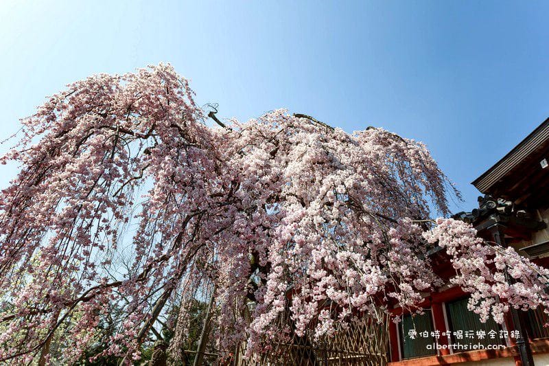 冰室神社．奈良必去景點（美麗的大枝垂櫻之櫻花瀑布）