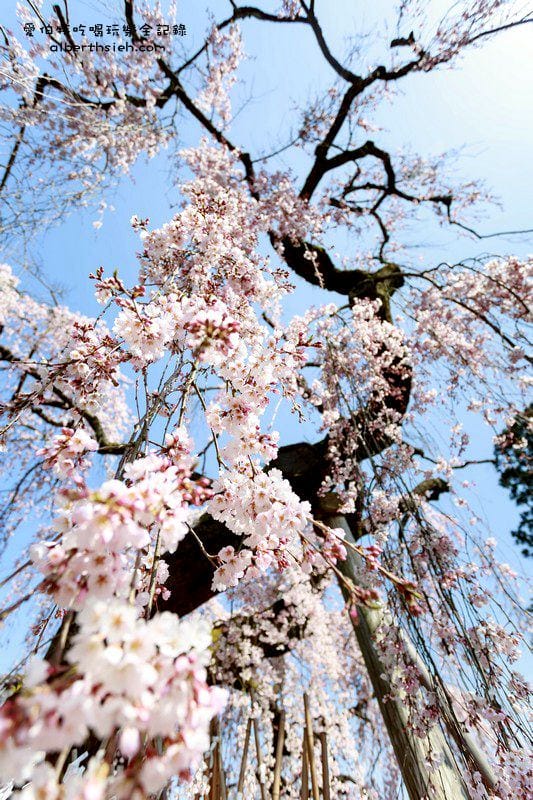 冰室神社．奈良必去景點（美麗的大枝垂櫻之櫻花瀑布）