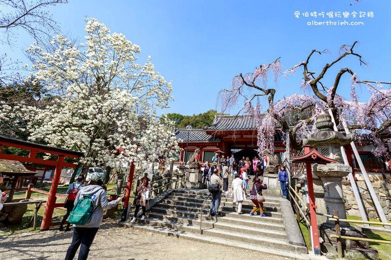 冰室神社．奈良必去景點（美麗的大枝垂櫻之櫻花瀑布）