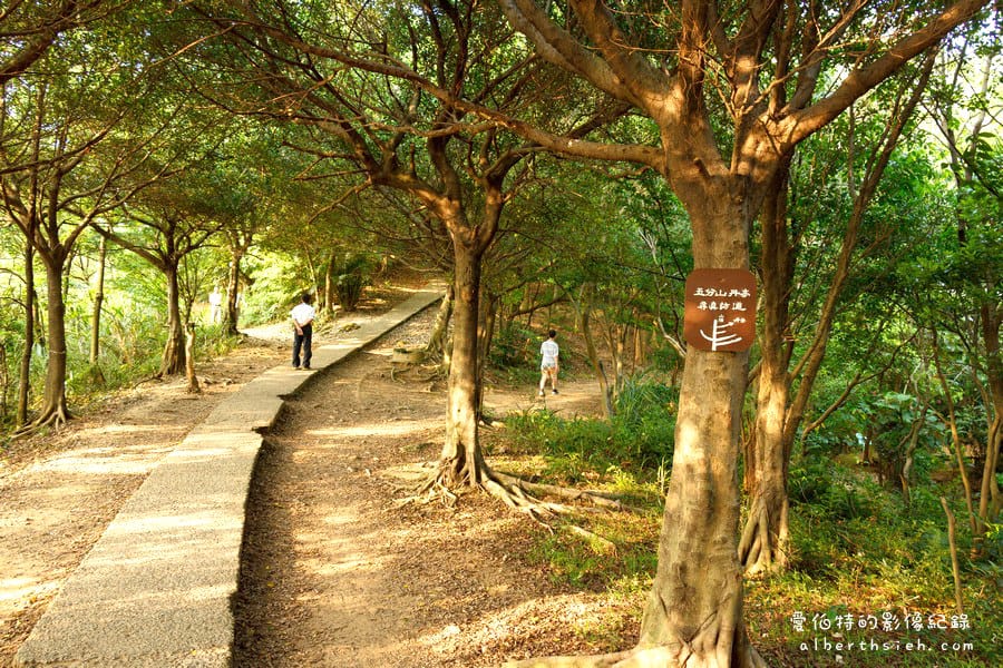 虎頭山公園．桃園親子景點（桃園的後花園運動健身賞桐花）