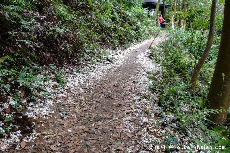 虎頭山公園．桃園親子景點（桃園的後花園運動健身賞桐花）