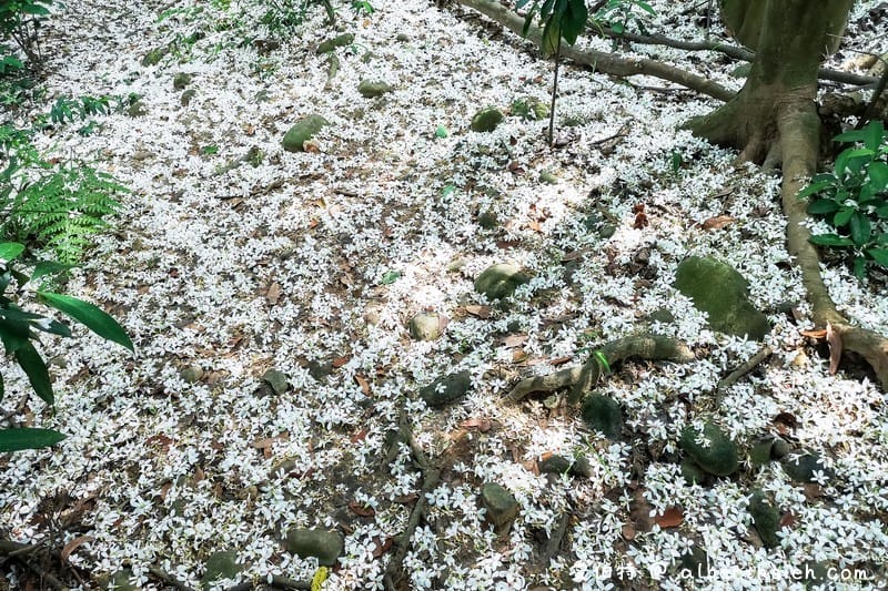 虎頭山公園．桃園親子景點（桃園的後花園運動健身賞桐花）