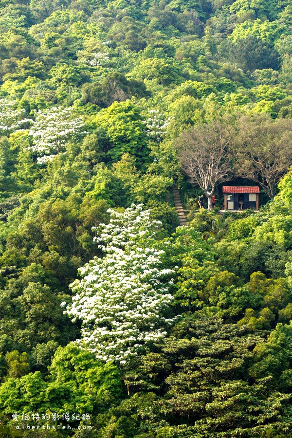虎頭山公園．桃園親子景點（桃園的後花園運動健身賞桐花）