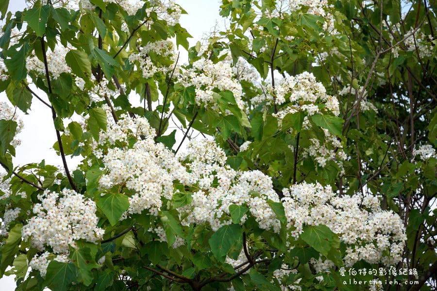 虎頭山公園．桃園親子景點（桃園的後花園運動健身賞桐花）