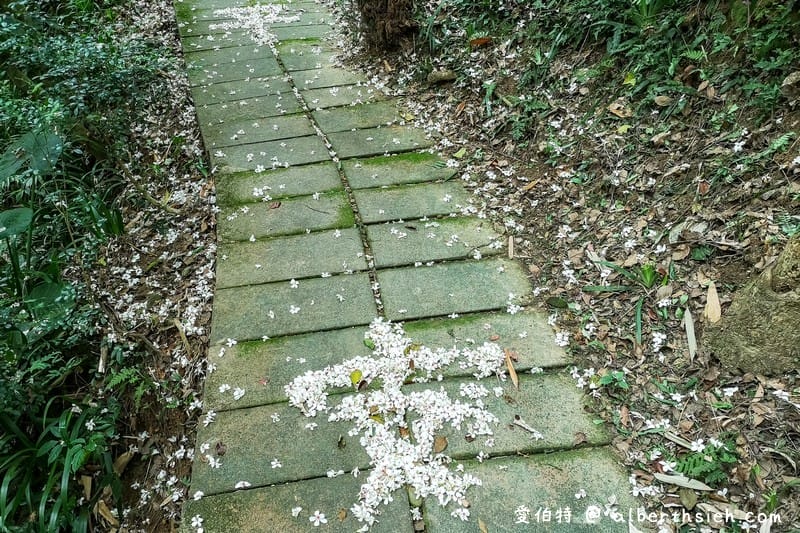 虎頭山公園．桃園親子景點（桃園的後花園運動健身賞桐花）