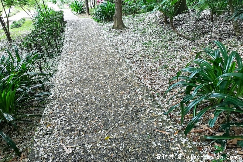 虎頭山公園．桃園親子景點（桃園的後花園運動健身賞桐花）