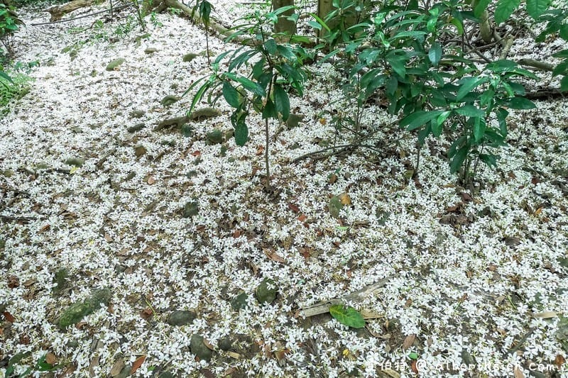 虎頭山公園．桃園親子景點（桃園的後花園運動健身賞桐花）