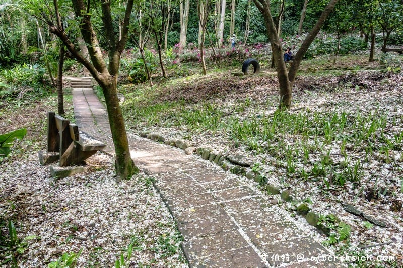 虎頭山公園．桃園親子景點（桃園的後花園運動健身賞桐花）