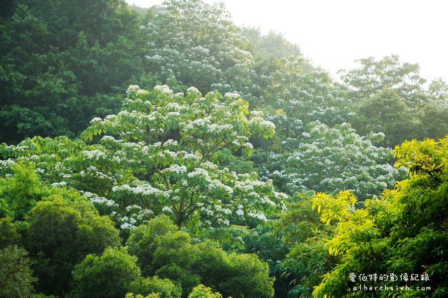 虎頭山公園．桃園親子景點（桃園的後花園運動健身賞桐花）